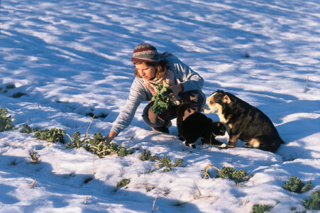 Create a Diet of Locally Grown Sustainable Seasonal Foods Image